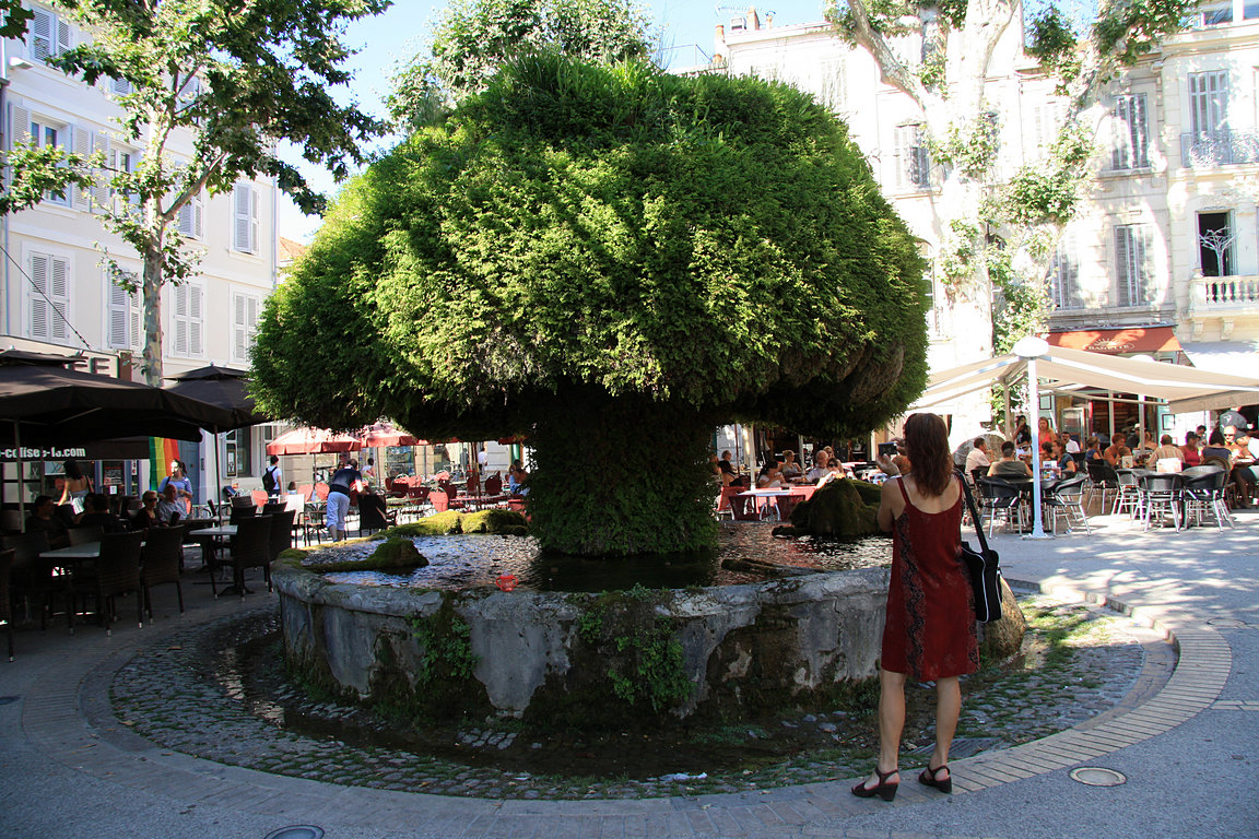 Salon-de-Provence - kana ve tvaru stromu (fontaine moussue)
